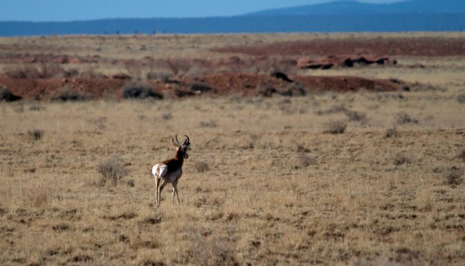 pronghorn-7-20-16.jpg