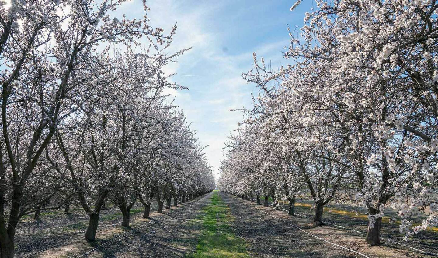 Rows of blooming almond trees in Central Valley. | Carla Pineda