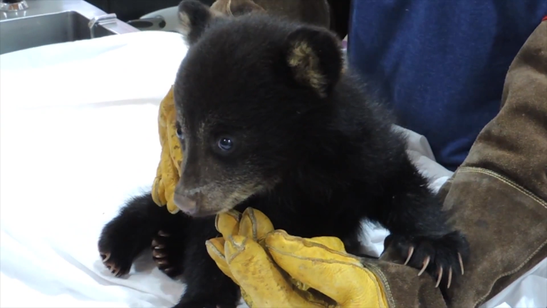 Bears