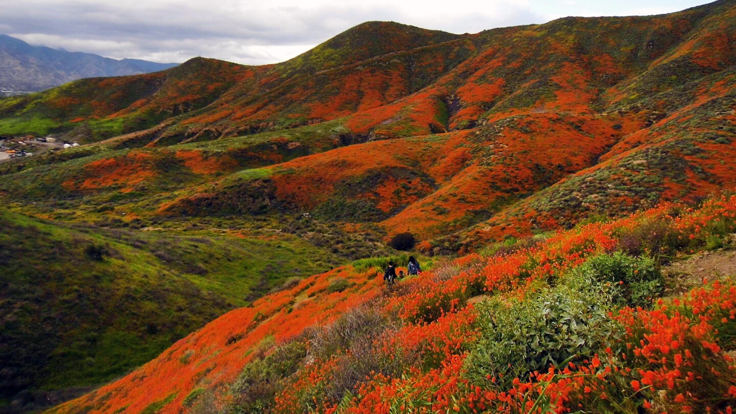 How To See The Super Bloom Without Destroying It In The Process Kcet