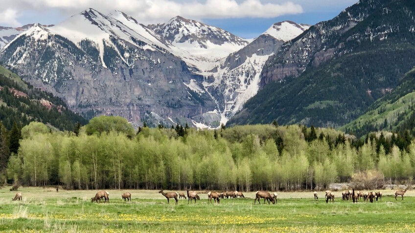 Elk grazing on the landscape near towering mountains.