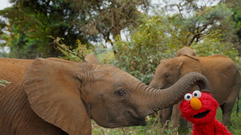 How Baby Elephants Drink, Eat and Cool Off