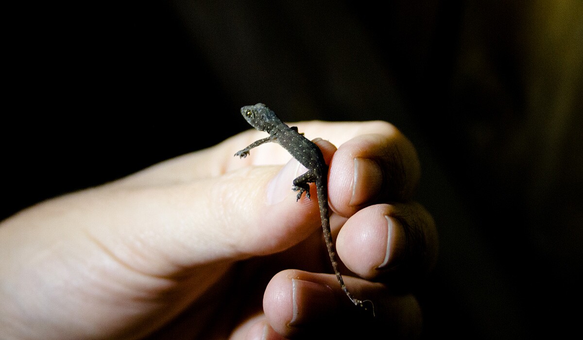 lizard-3-18-16.jpg