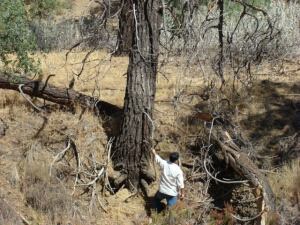 Tim Z. Hernandez at the plane crash site.