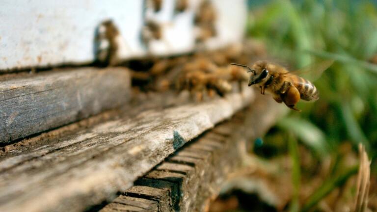 The Pollination Economy: Inside America's Bee Crisis