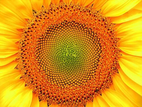 From Luxuria Superbia