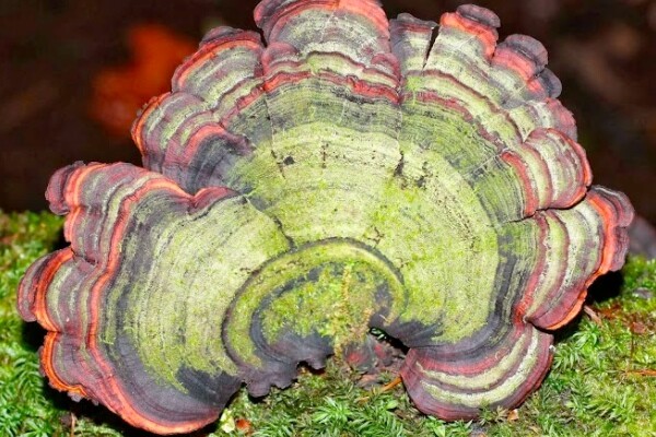 mushroom9
