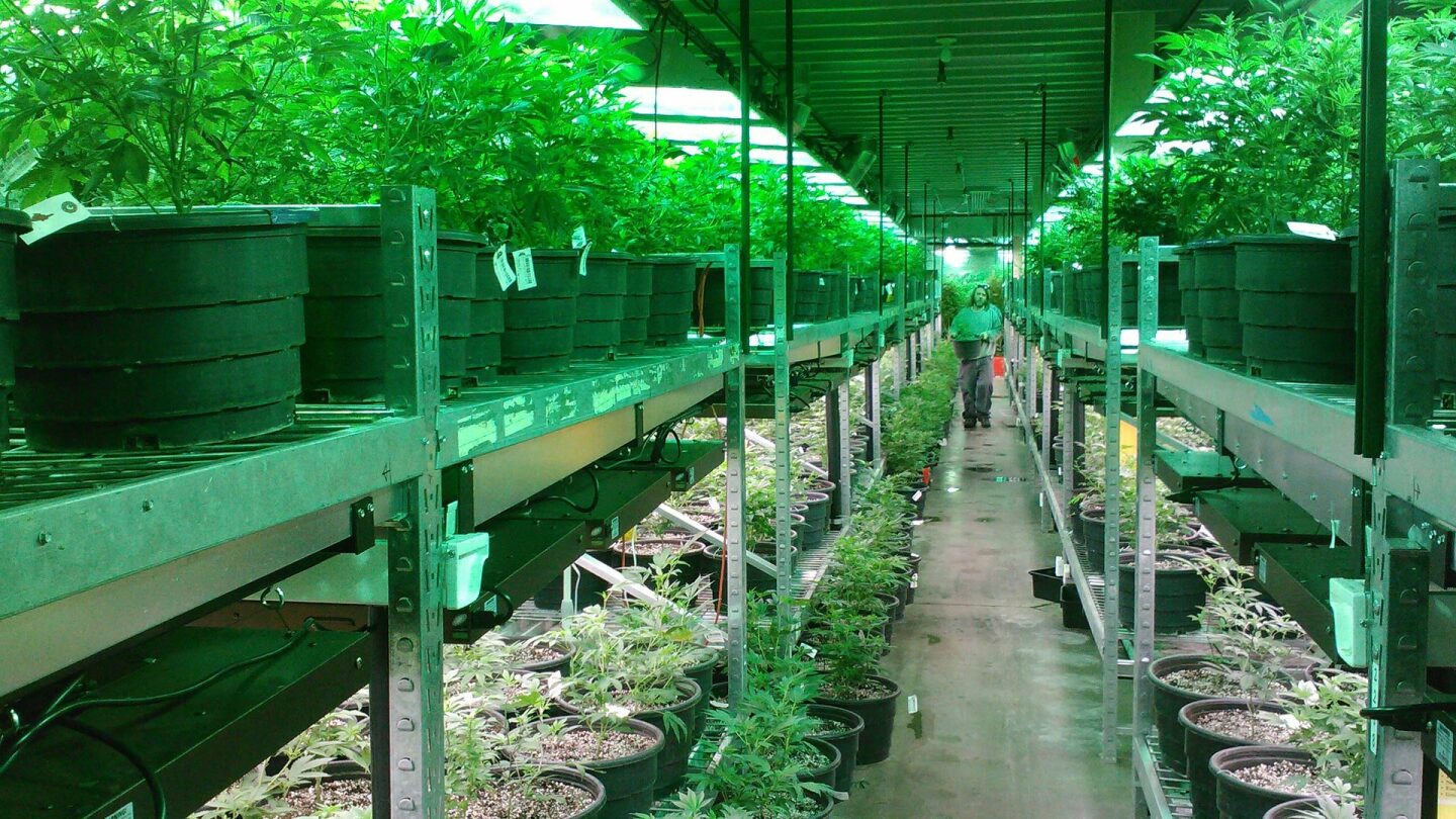 Marijuana growing operation