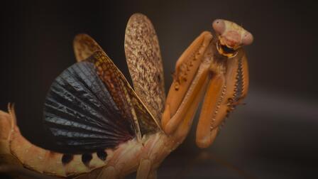 How Mantises Became Nature’s Strangest Assassins