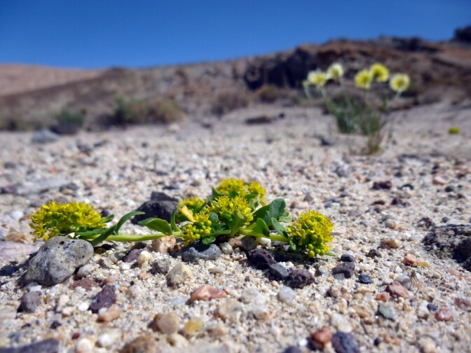 Red Rock
