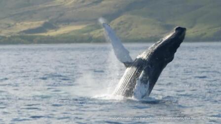 Mystery of the Humpback Whale Song - Trailer