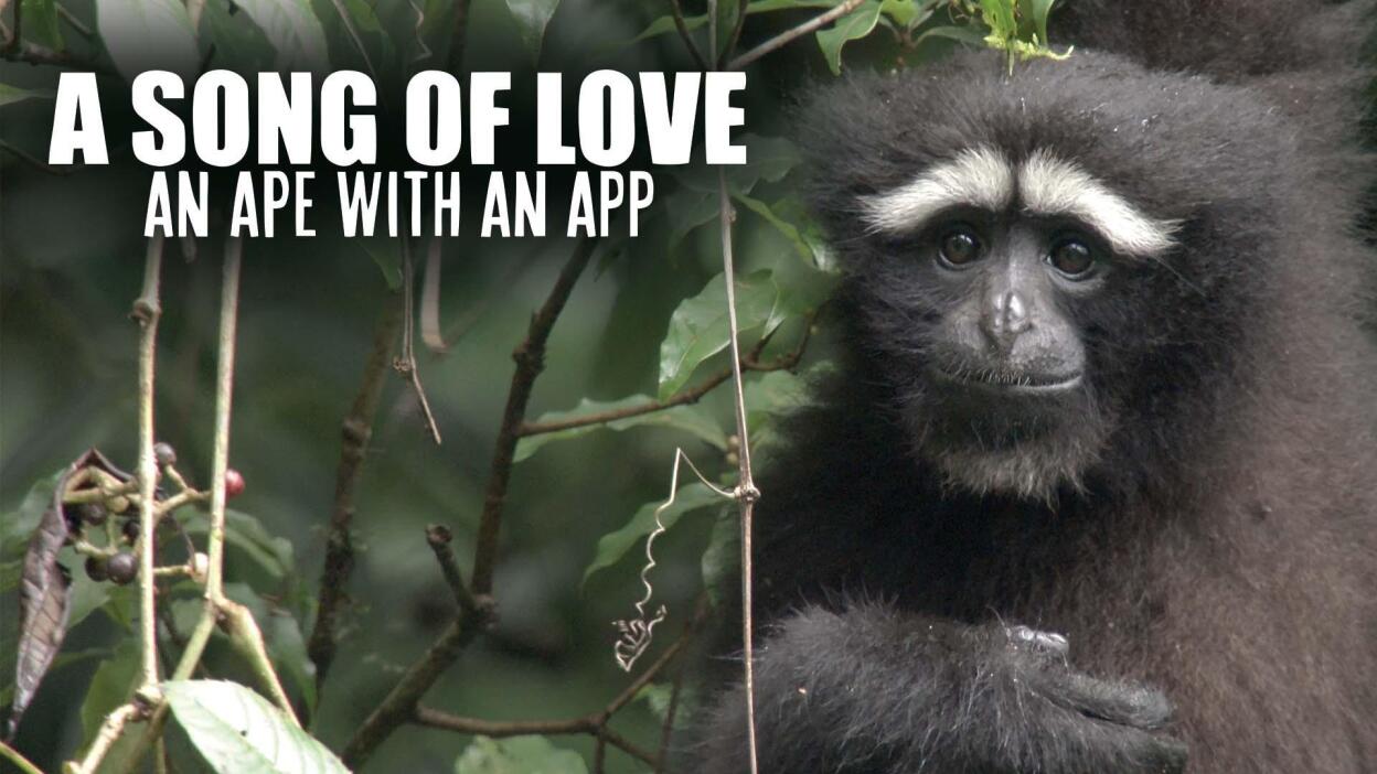 A Song for Love: An Ape with an App