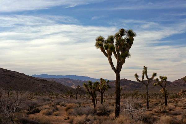 quail-springs-thumb-600x400-66043