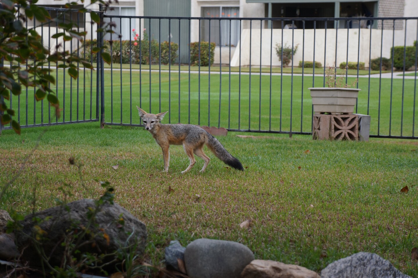 kit-fox-lawn-4-10-16.jpg