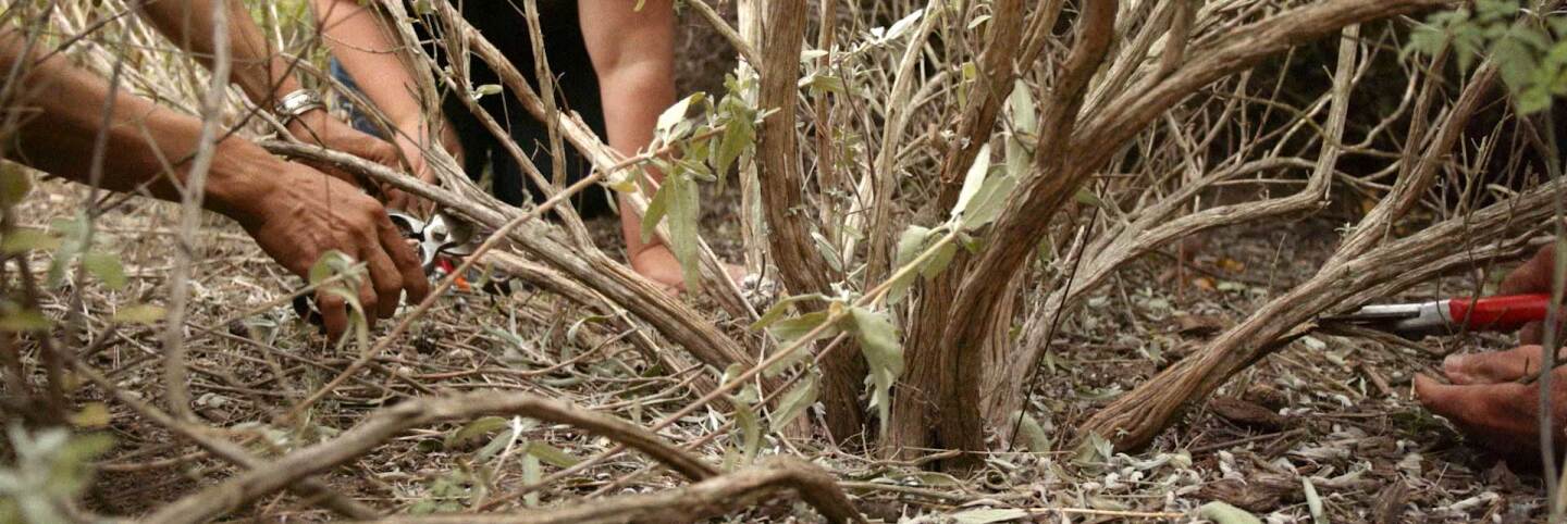 Members of the Syuxtun Plant Collective tend to and collect medicinal plants, fostering a reciprocal relationship with the land. | Still from "Tending Nature" episode "Holistic Healing with the Syuxtun Collective."