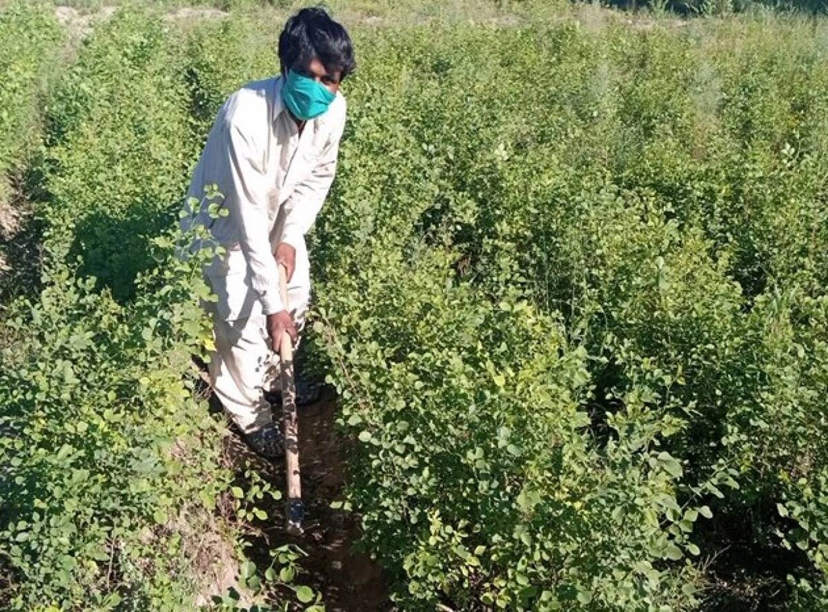 A laborer hired as part of Pakistan’s 10 Billion Tree Tsunami push works in a tree nursery at Changa Manga plantation in Punjab’s Kasur district, April 15, 2020. | Credit: Shahid Rashid Awan, Project Director (Punjab) TBTTP