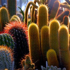 cactus-safety-spines-how-to