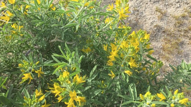 Bladderpod in bloom | Photo: Chris Clarke