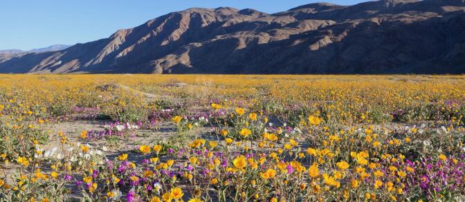 Anza Borrego Wildflowers