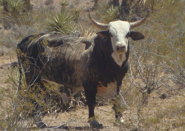 Mojave-Cattle-2014-04-14-thumb-600x426-72180