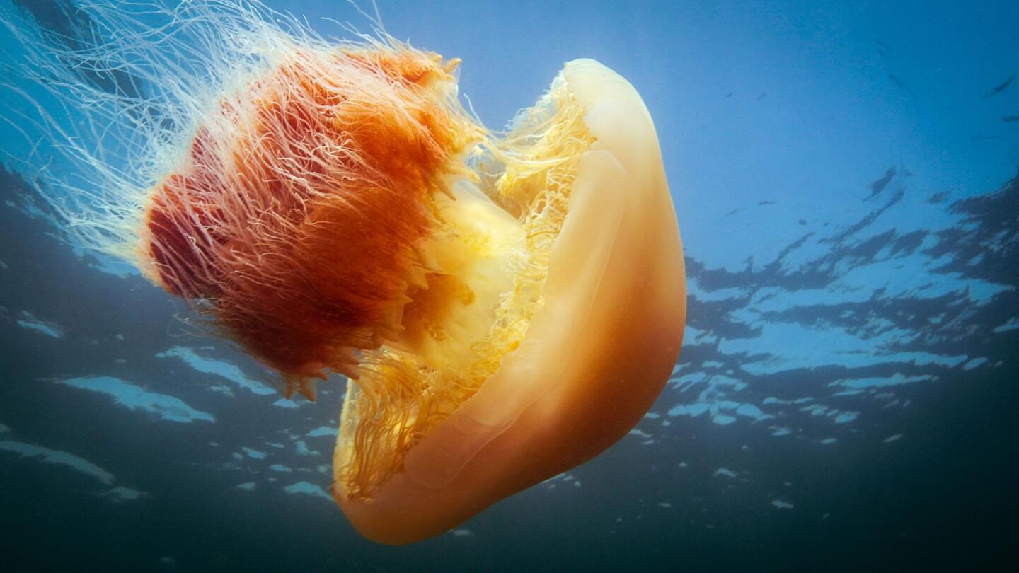 big pacific voracious