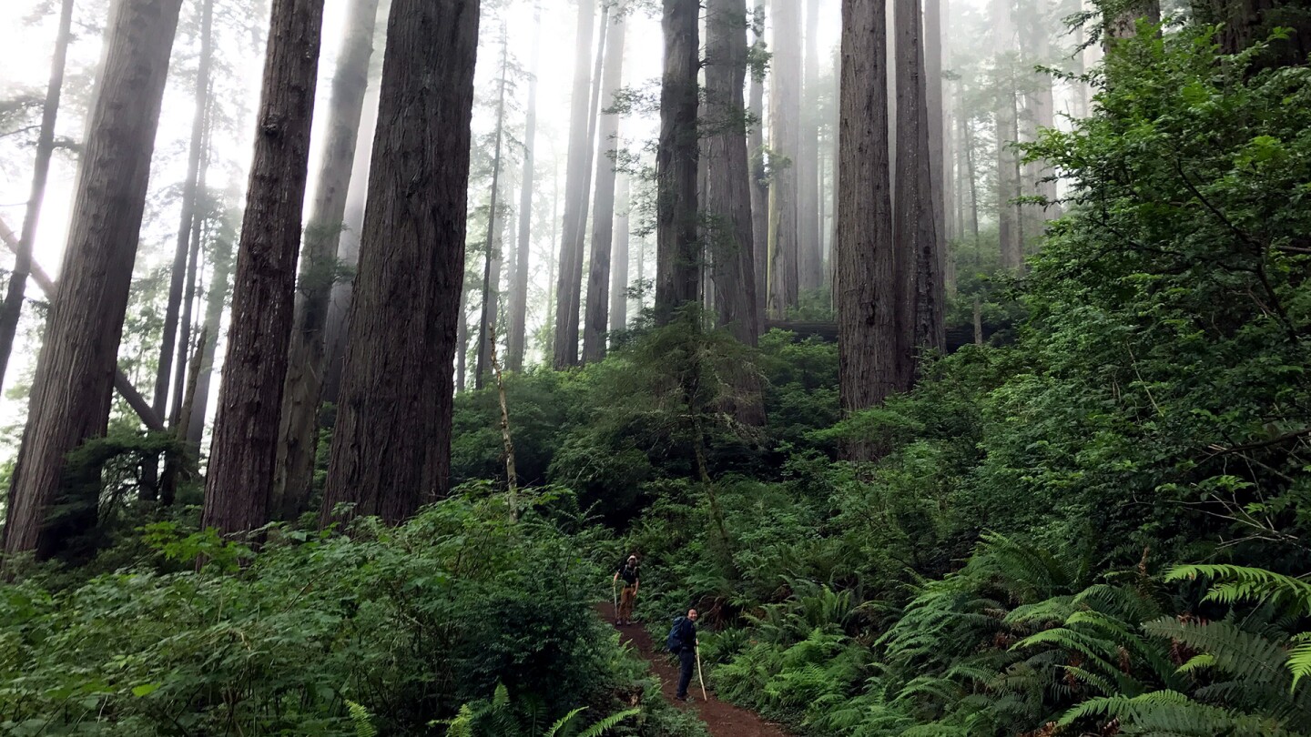 damnation creek trail