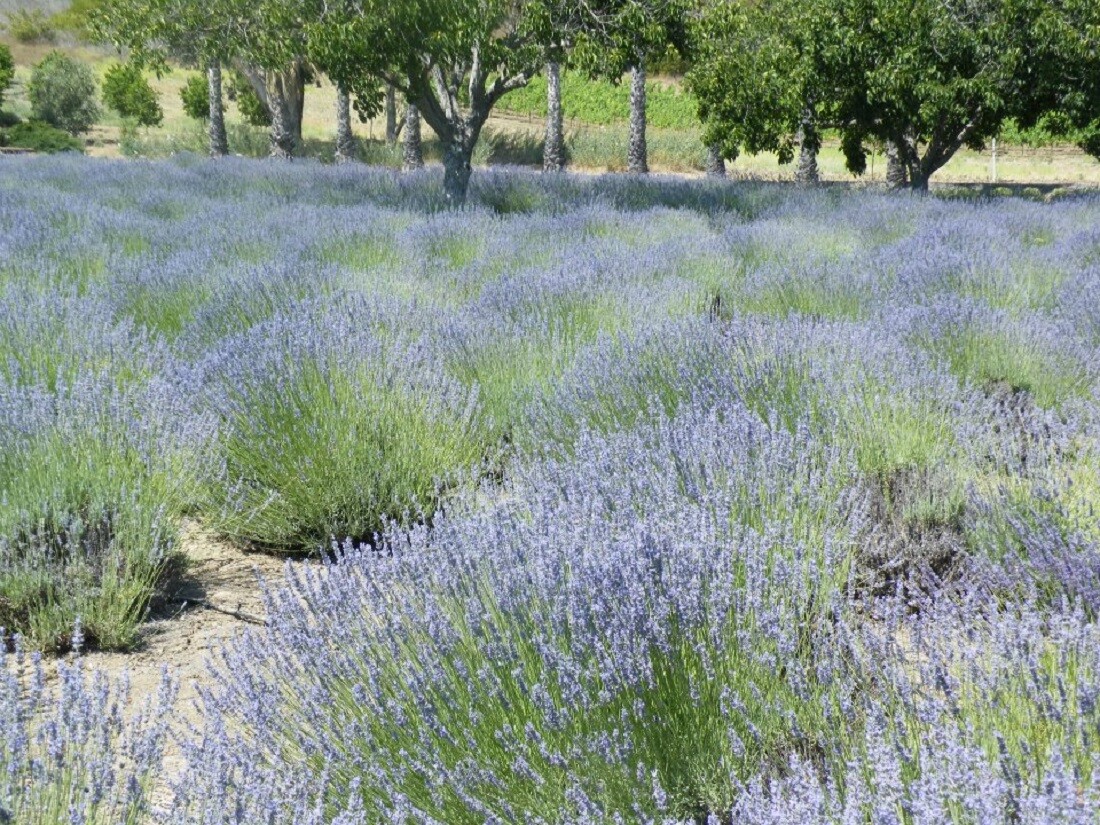 Courtesy Ojai Valley Lavender Festival