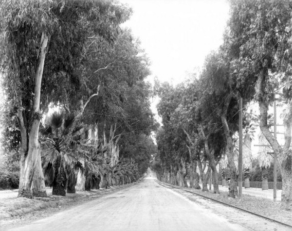 In Riverside, pepper trees (right) were planted across from eucalyptus trees. Palm trees were added later. Courtesy of the USC Libraries - California Historical Society Collection.