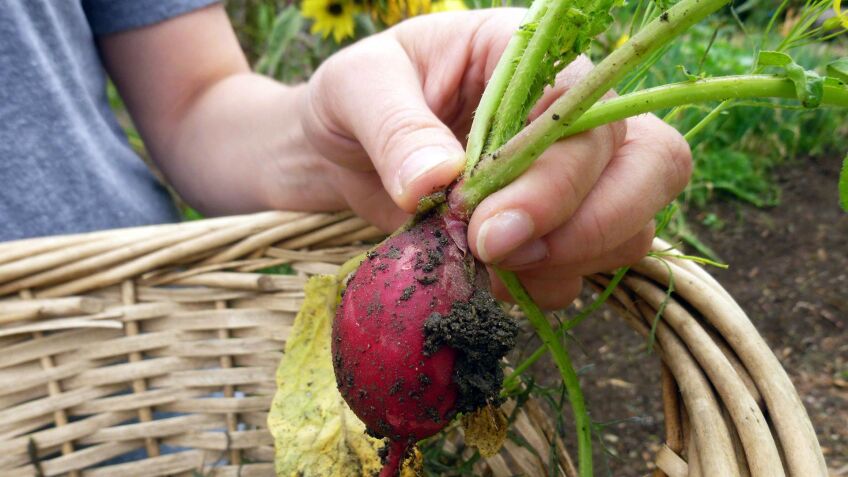 Earthworks Farm Community Garden