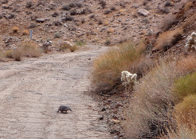 tortoise-ravens-lasers-6-18-15-thumb-630x447-94174