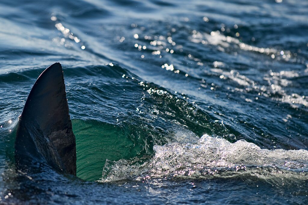 Flickr: Gaftels