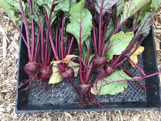 Beets harvested at the AHS garden earlier this year | Marianne Zaugg