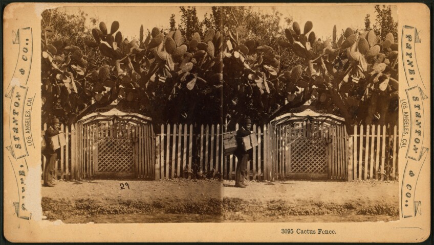 Cactus Fence