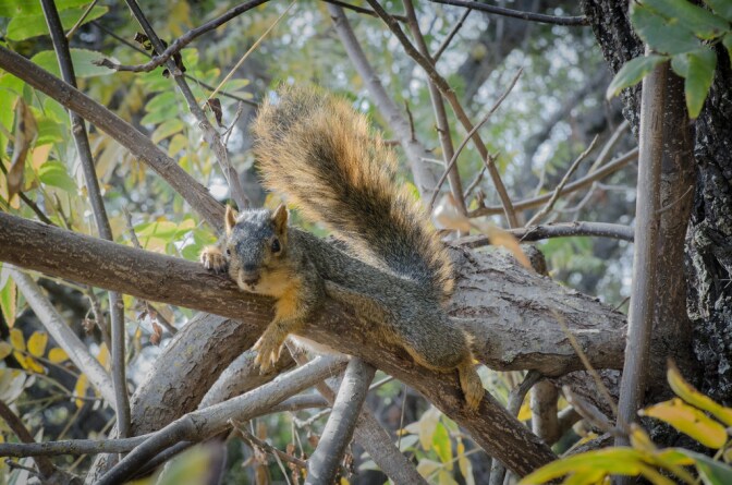fox-squirrel-1-3-29-16.jpg