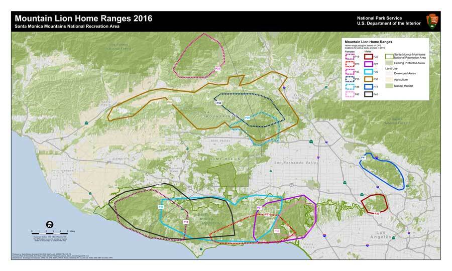 Mountain lions are solitary animals. This map shows how they share (and do not share) the landscape, including P-41's home range in the Verdugo Hills and P-22's small range in Griffith Park. | National Park Services/Flickr
