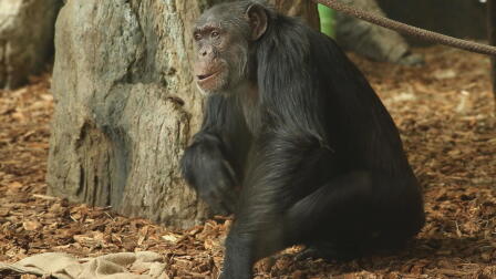 Your Inner Monkey | PBS SoCal