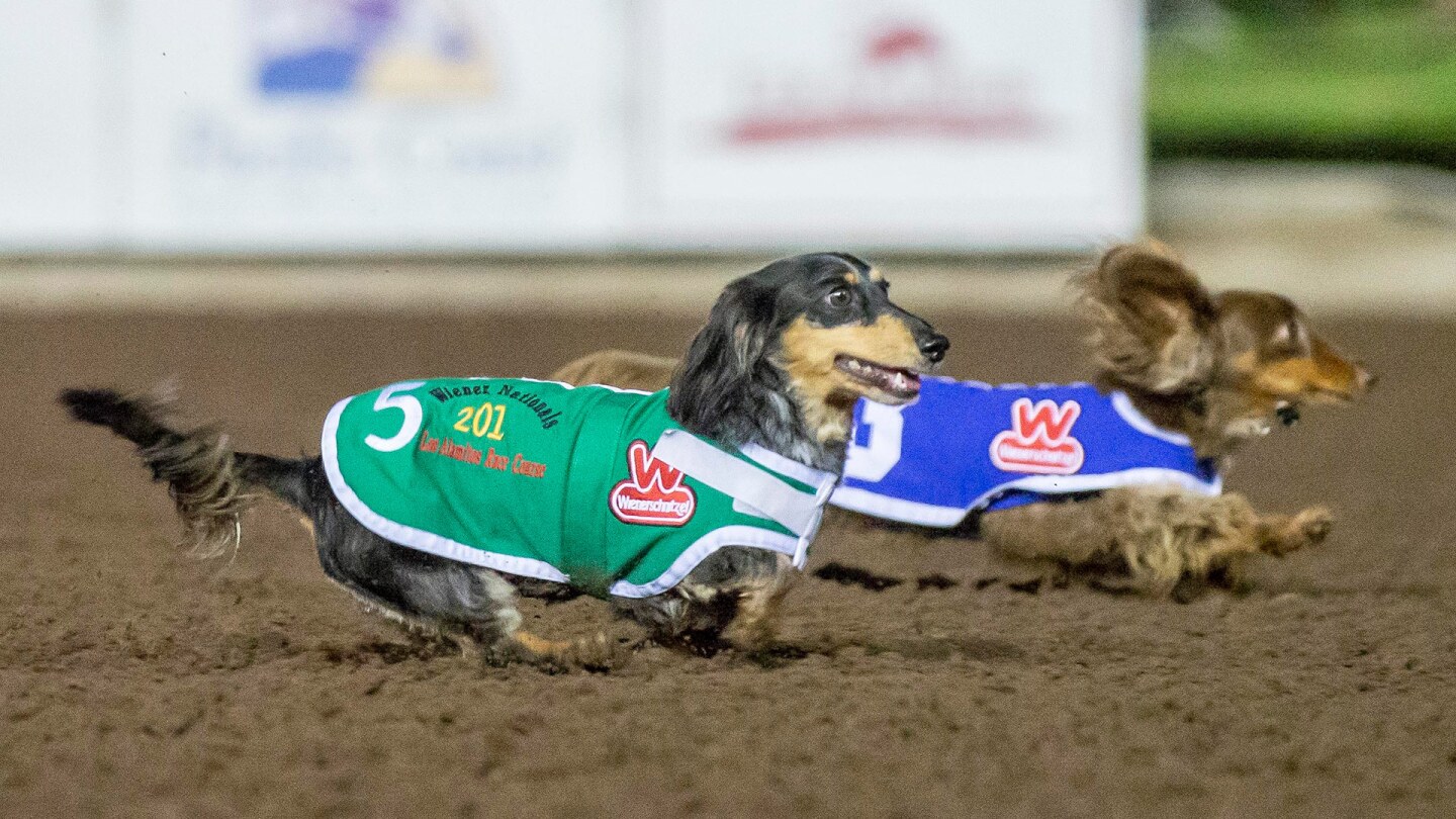 Wiener dogs number 5 and 3 race at the Los Alamitos Race Course.