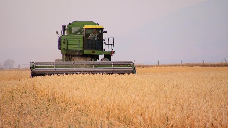 Growing Gluten-Free Oats