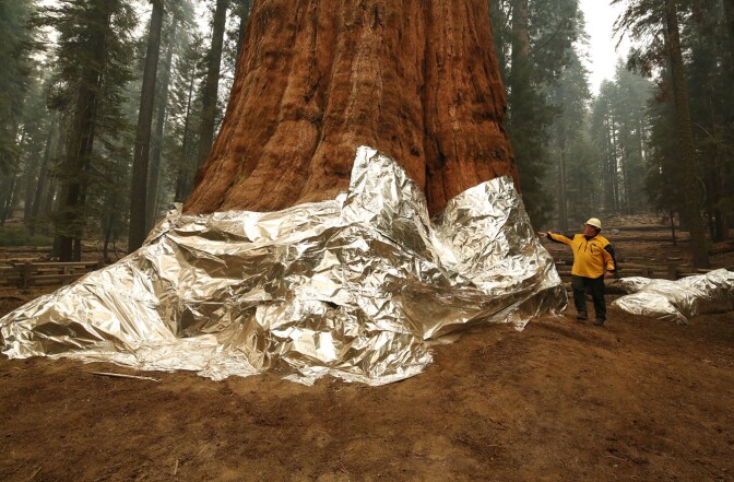 Operations Section Chief Jon Wallace wearing a yellow jacket looks at and reaches out to touch the protective foil wrapping around a big sequoia tree called General Sherman at Sequoia National Park, California