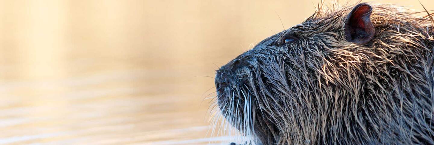 Nutria in water | f/orme Pet Photography/Flickr/CC BY-SA 2.0