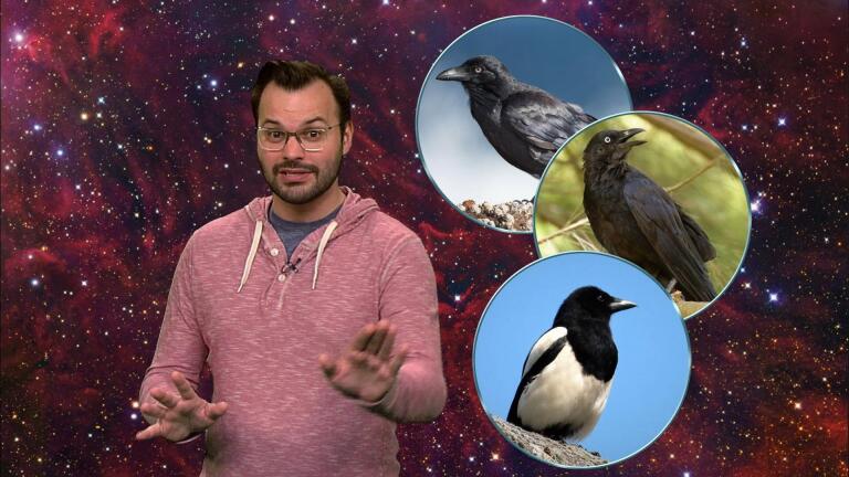 Corvus and Crater | May 18th - May 24th