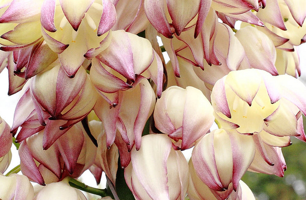 Hesperoyucca-whipplei-2013-05-20-thumb-600x393-51334