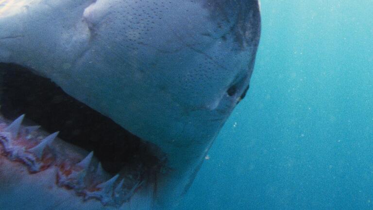 Why Sharks Attack Preview