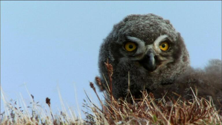Young Birds of Prey