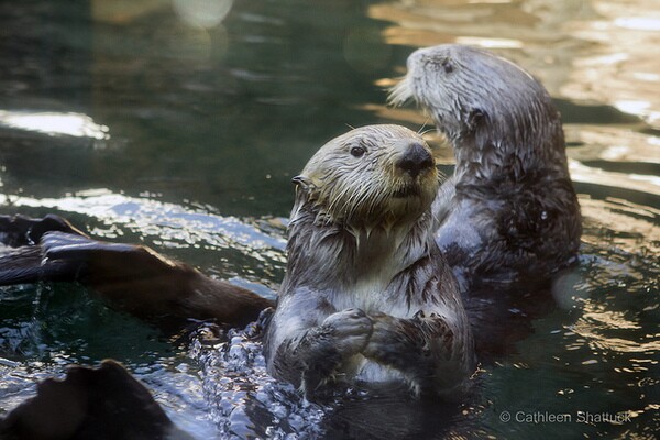 sea-otter-virus-7-16-14-thumb-600x400-77608