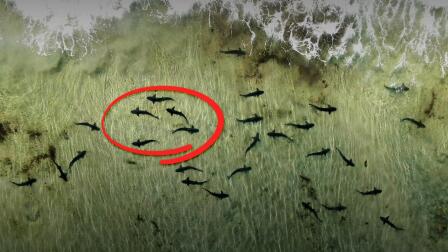 Something Strange Is Happening With These Leopard Sharks