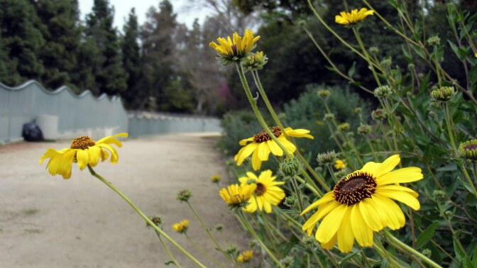 Wildflowers along Valleyheart Greenway. | Sandi Hemmerlein