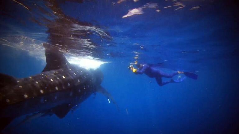 Biggest Fish in the Sea - Trailer