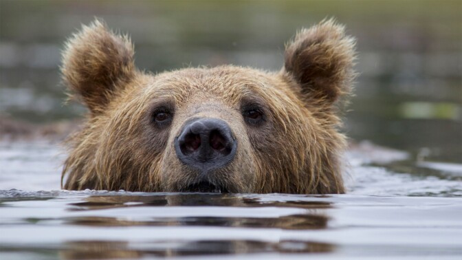 A grizzly bear peeks its head out from a body of water.