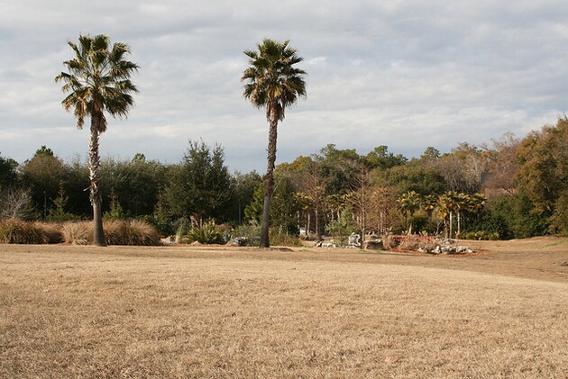 dead-lawn-4-2-15-thumb-630x421-90494
